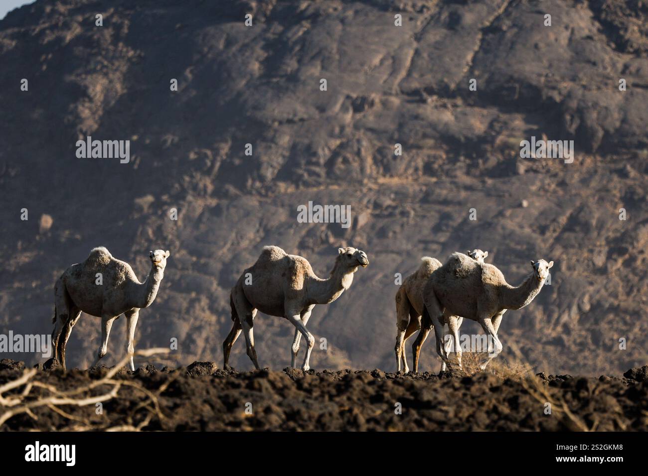 camels, landscape, paysage, illustration during the Stage 3 of the