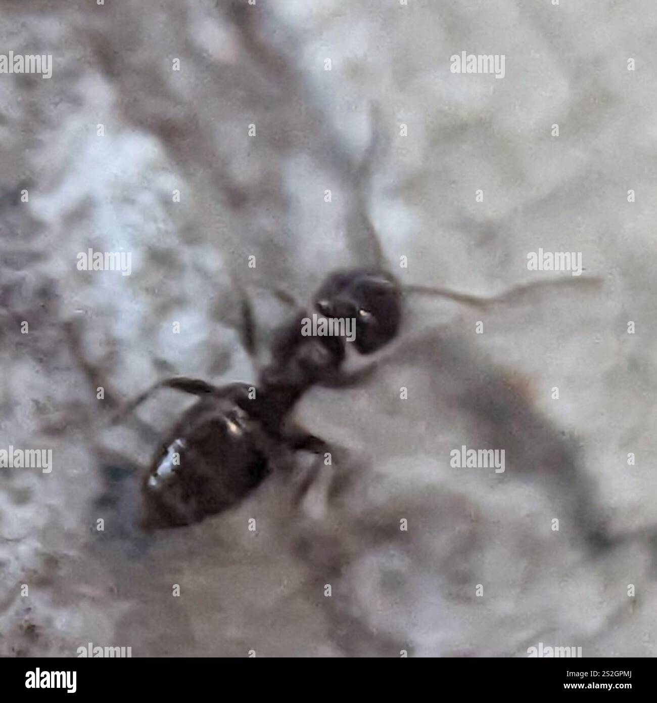 Dark Rover Ant Brachymyrmex patagonicus hi-res stock photography and images - Alamy