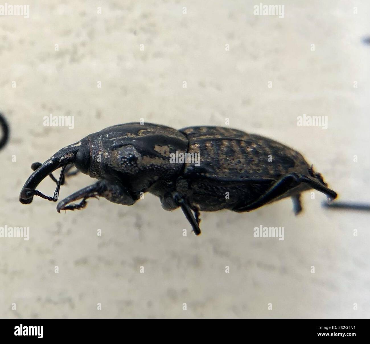 Nutgrass Billbug (Sphenophorus cariosus Stock Photo - Alamy