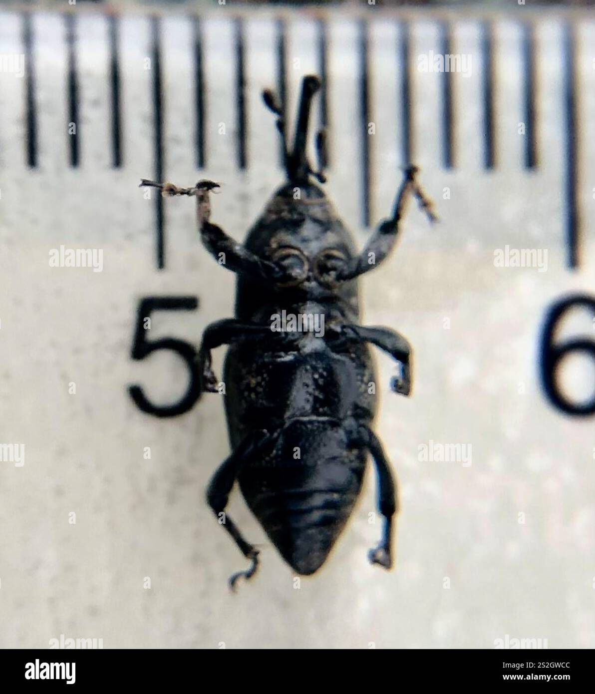 Nutgrass Billbug (Sphenophorus cariosus Stock Photo - Alamy