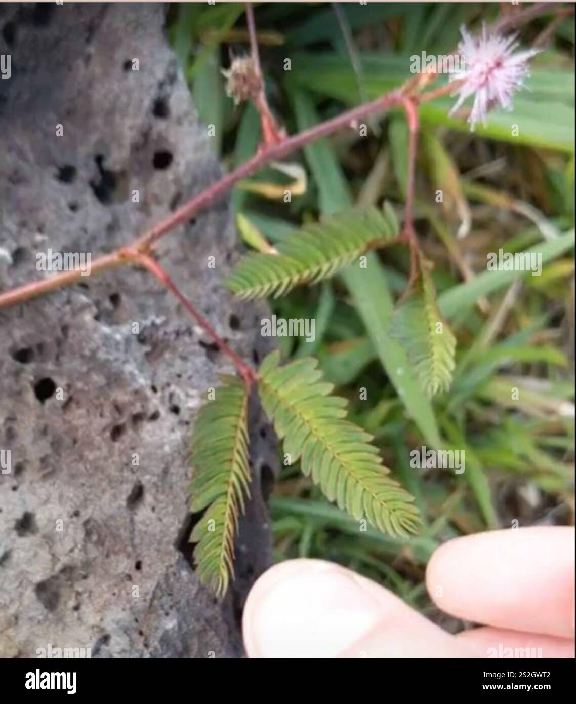 Sensitive Plant (Mimosa pudica Stock Photo - Alamy