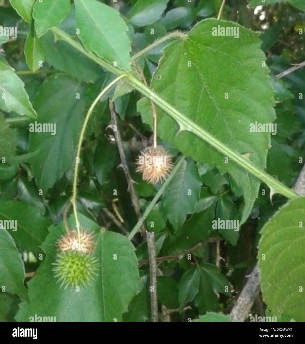 flowering plants (Angiospermae Stock Photo - Alamy