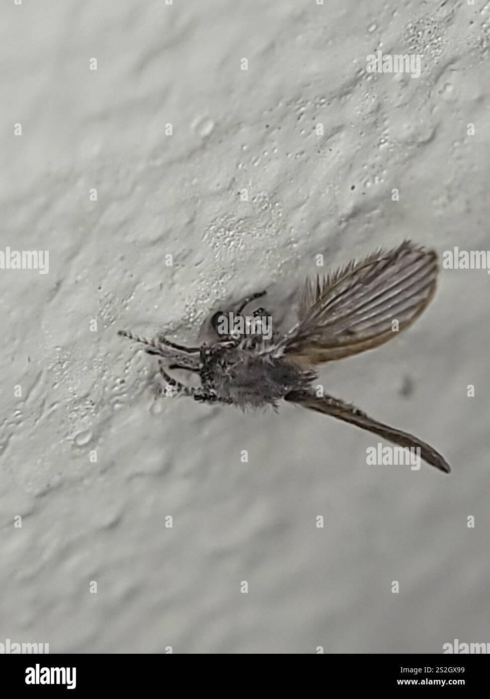 Bathroom Moth Fly (Clogmia albipunctata Stock Photo - Alamy
