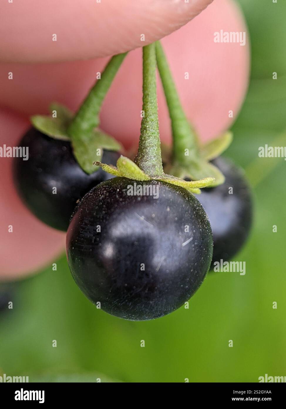 eastern black nightshade (Solanum emulans Stock Photo - Alamy