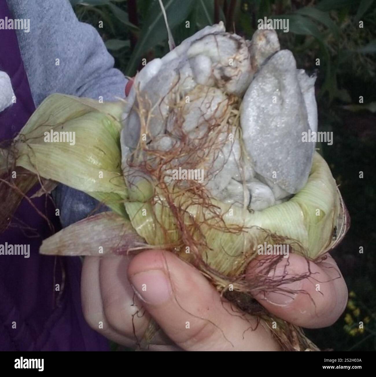 Mycosarcoma Corn Smut (Mycosarcoma maydis Stock Photo - Alamy