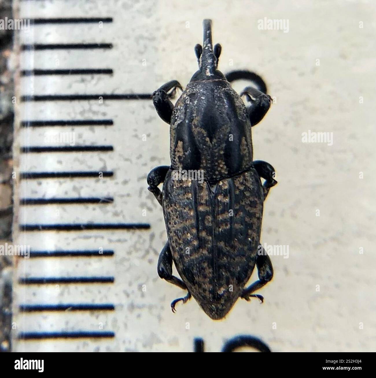 Nutgrass Billbug (Sphenophorus cariosus Stock Photo - Alamy