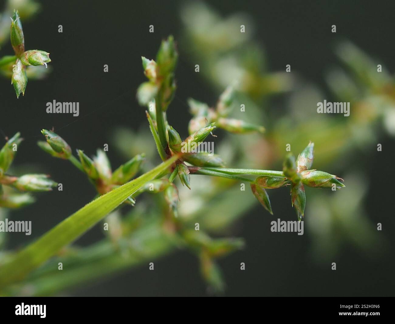 Dwarf Umbrella Grass (Cyperus diffusus Stock Photo - Alamy