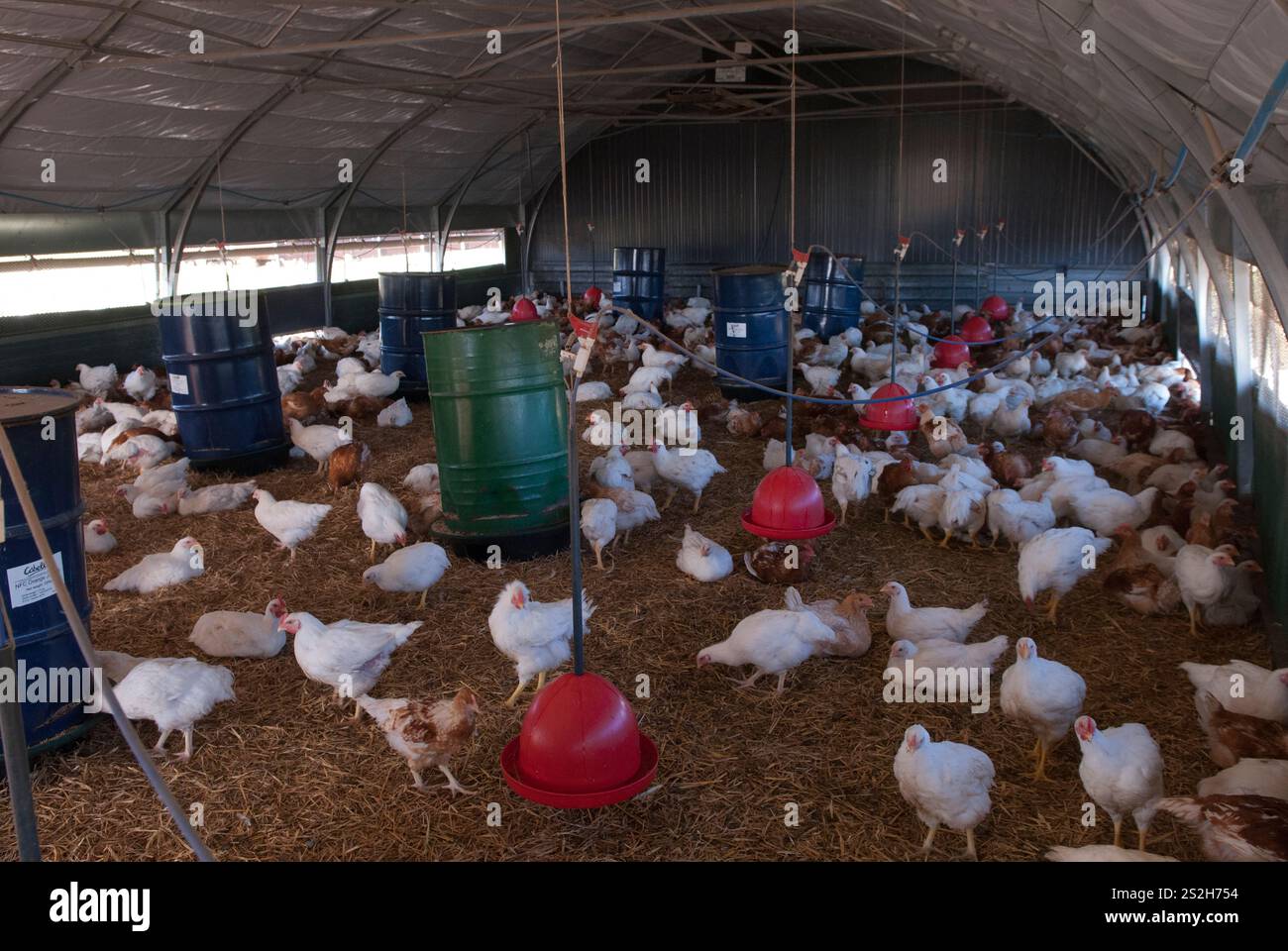 Chicken Barn, free range chickens UK. Blue and green grain feed bins and red water troughs. the birds th in chicken shed can come and go and roost where they want. Fosse Meadows Farm, North Kilworth Leicestershire England 2016 2010s HOMER SYKES, Stock Photo