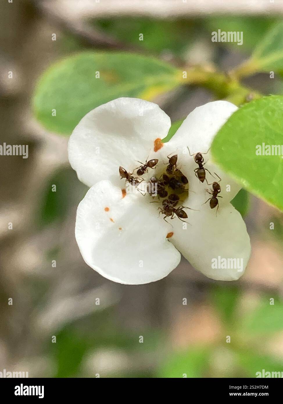 Seaside Rover Ant Seaside Rover Ant (Brachymyrmex obscurior Stock Photo - Alamy