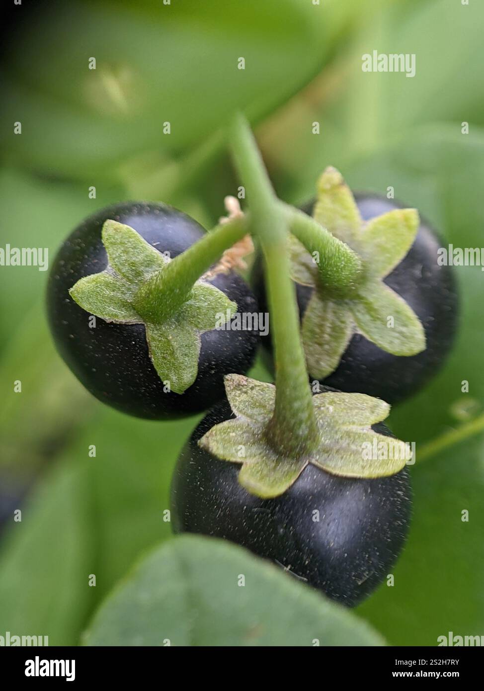 eastern black nightshade (Solanum emulans Stock Photo - Alamy