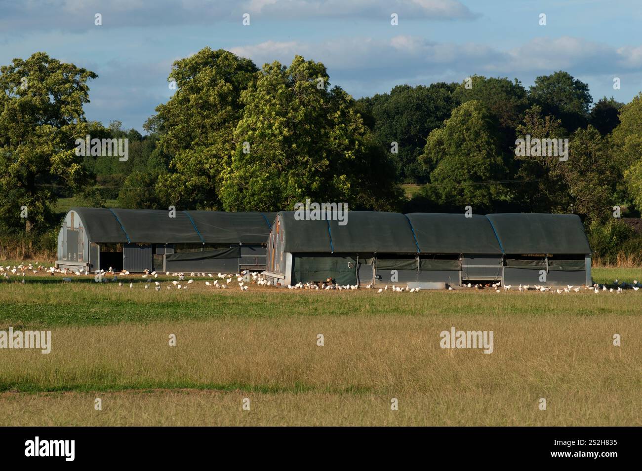 Poultry Farm. Fosse Meadows Farm, North Kilworth Leicestershire England August 2016 2010s UK HOMER SYKES Stock Photo