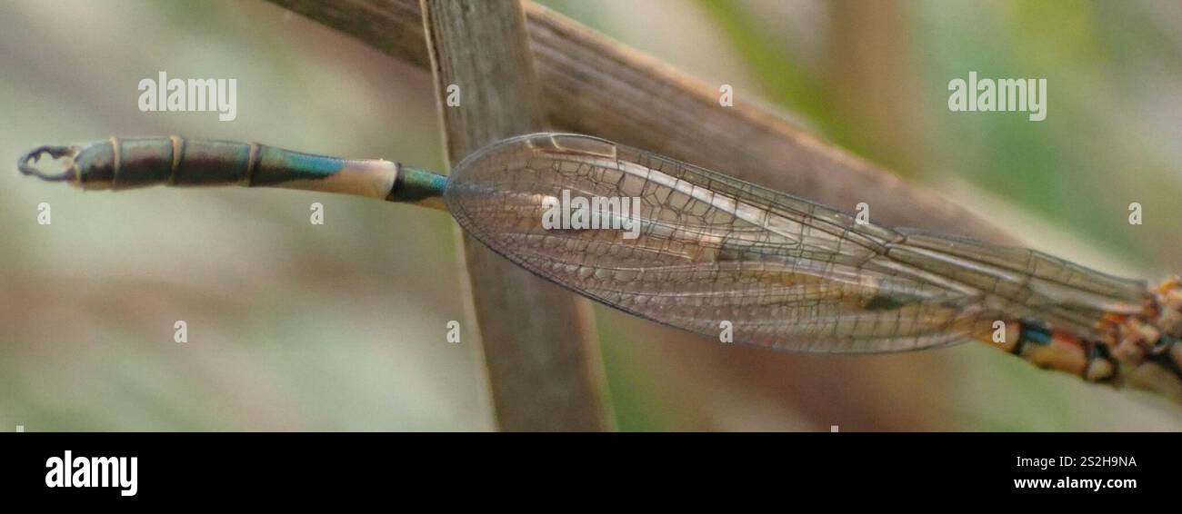 Blue Ringtail (Austrolestes annulosus Stock Photo - Alamy