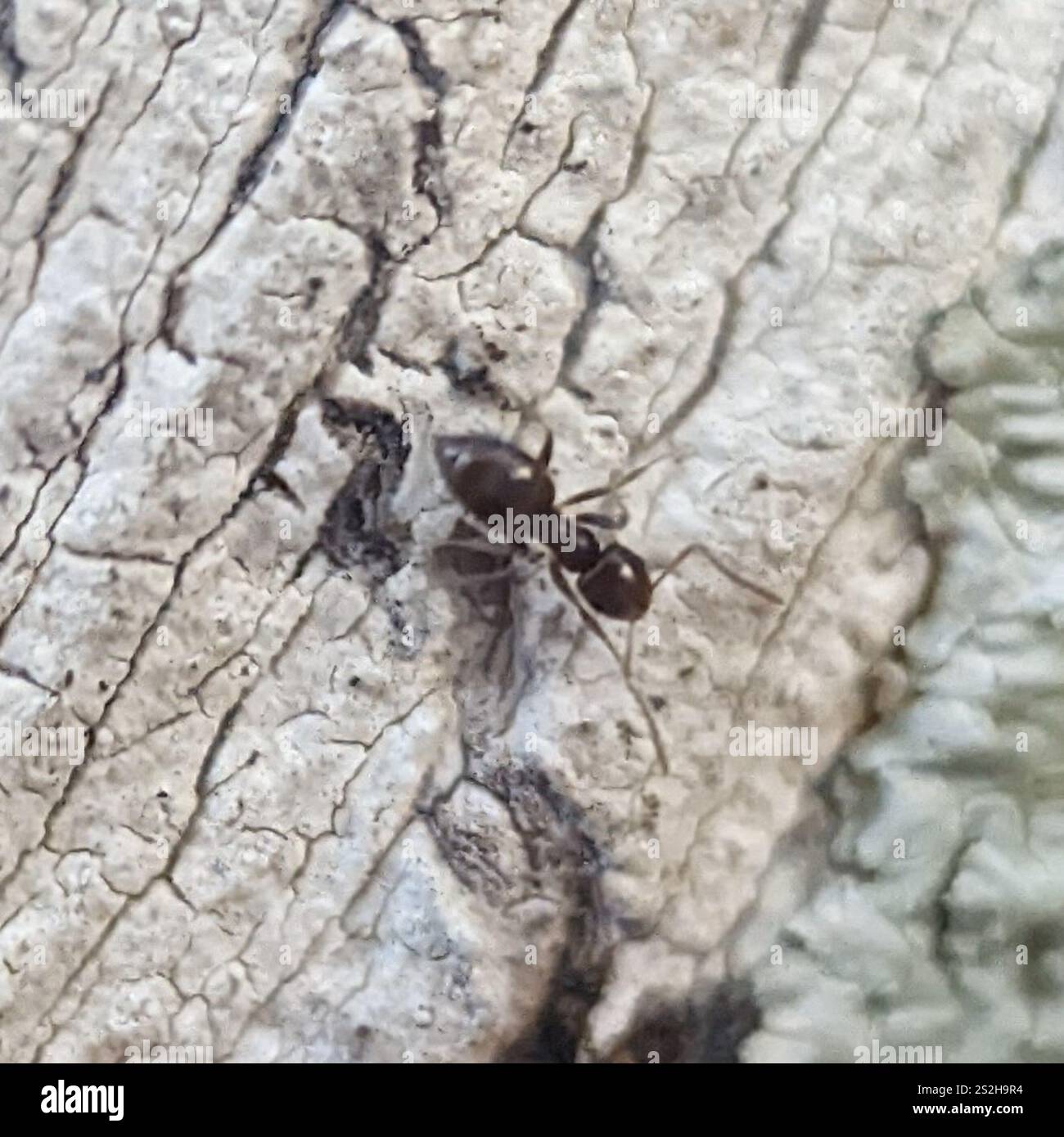 Dark Rover Ant Dark Rover Ant (Brachymyrmex patagonicus Stock Photo - Alamy