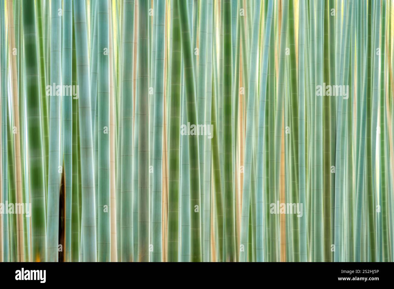 Bamboo trees texture background. Motion blur effect applied. Stock Photo