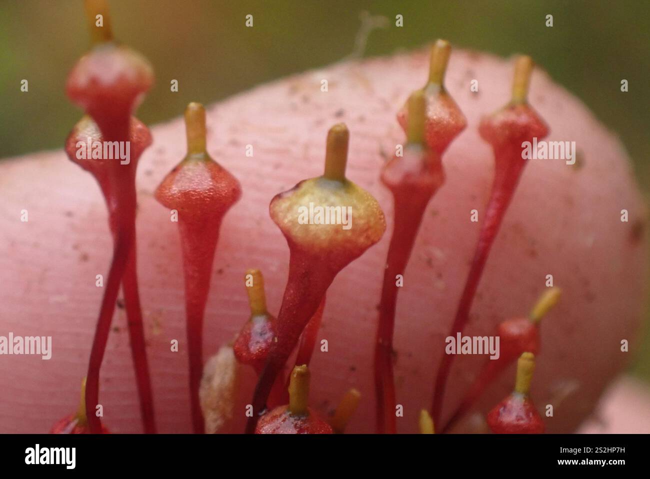 Splachnum Poop Splachnum ampullaceum hi-res stock photography and images - Alamy