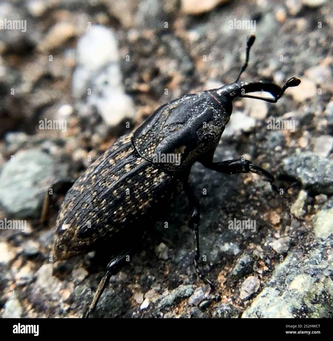 Nutgrass Billbug (Sphenophorus cariosus Stock Photo - Alamy