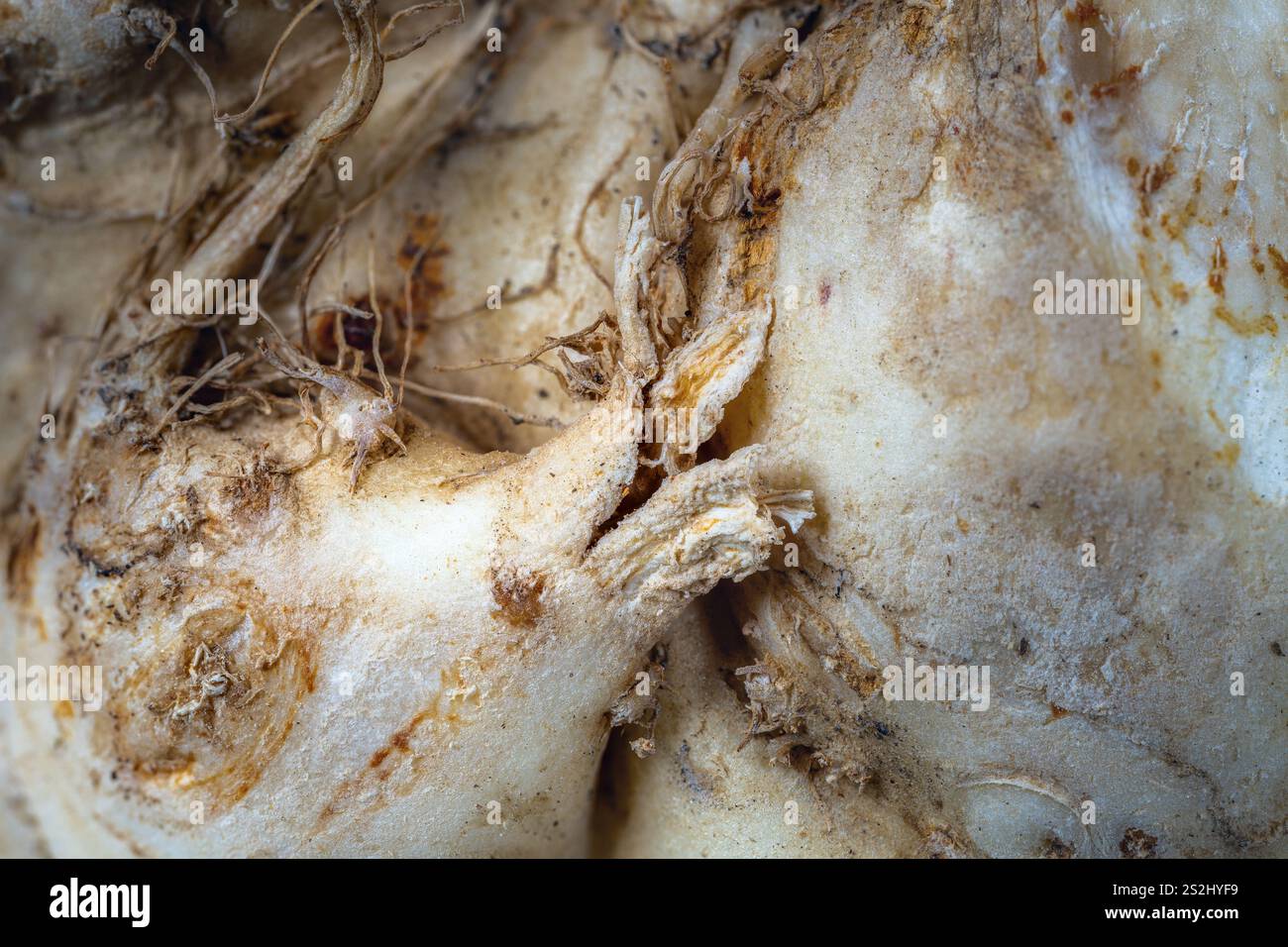 Abstract macro background of a celery root Stock Photo