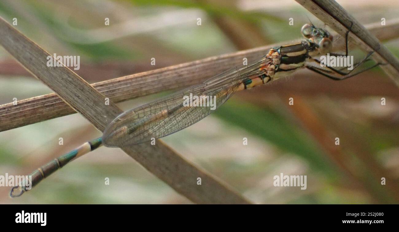 Blue Ringtail (Austrolestes annulosus Stock Photo - Alamy