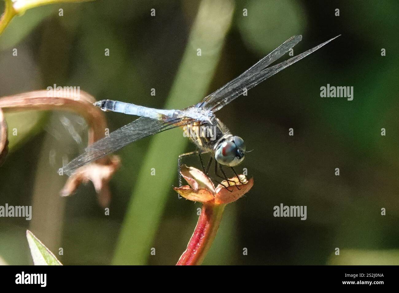 Blue Dasher (Pachydiplax longipennis Stock Photo - Alamy