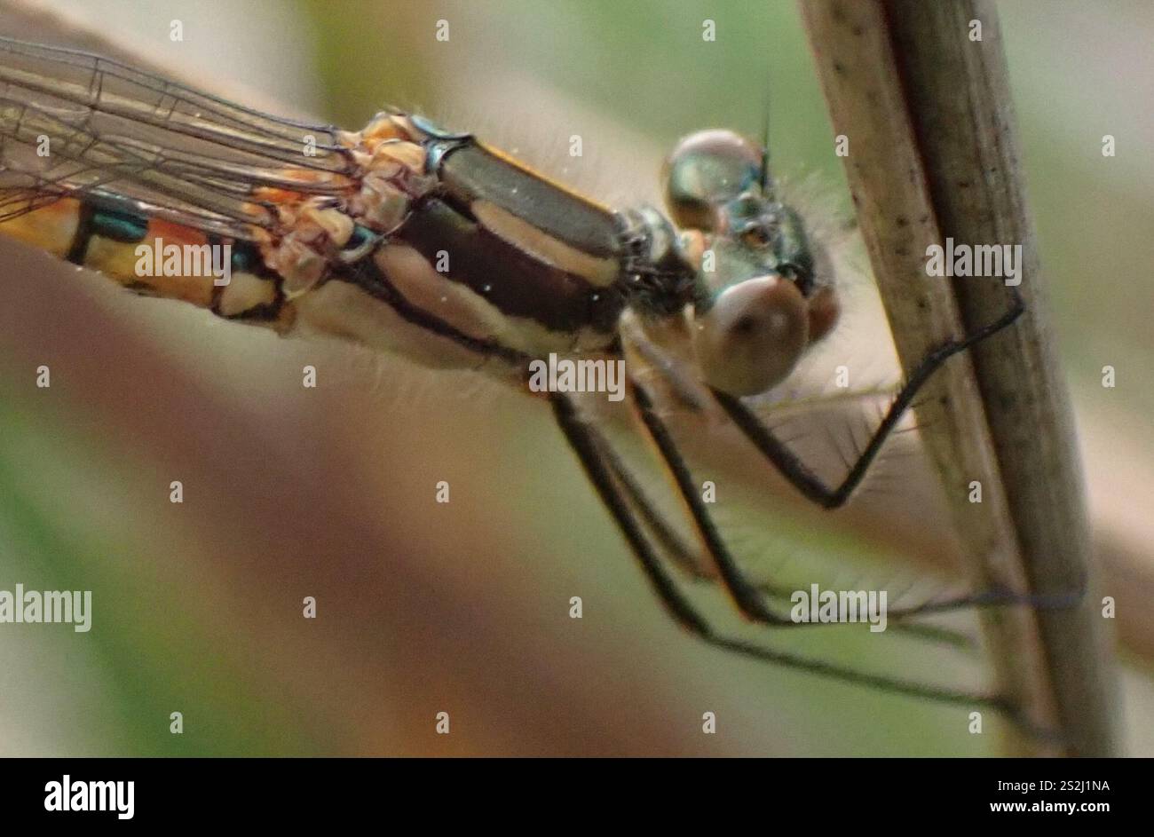 Blue Ringtail (Austrolestes annulosus Stock Photo - Alamy