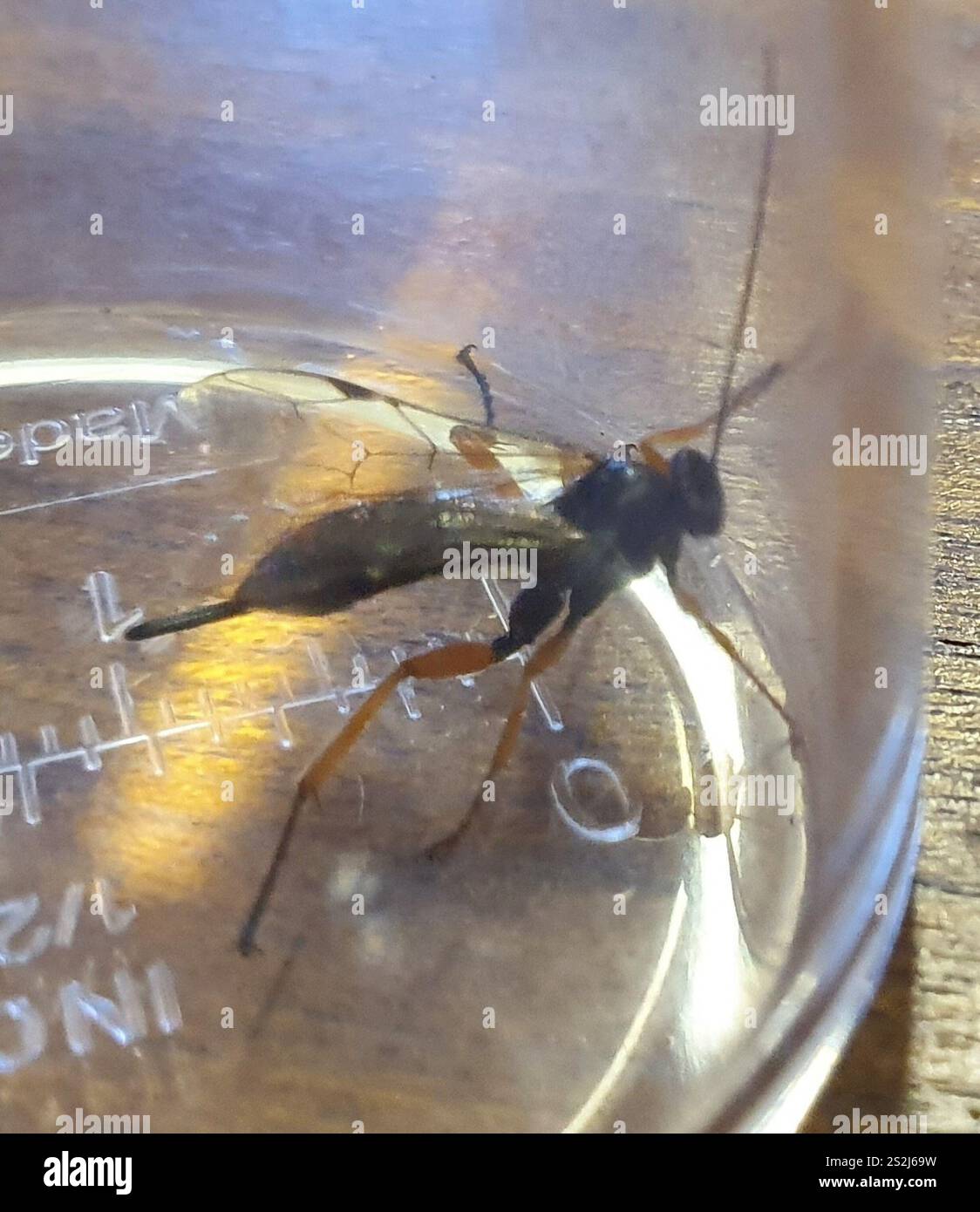 Black Slip Wasp (Pimpla rufipes Stock Photo - Alamy