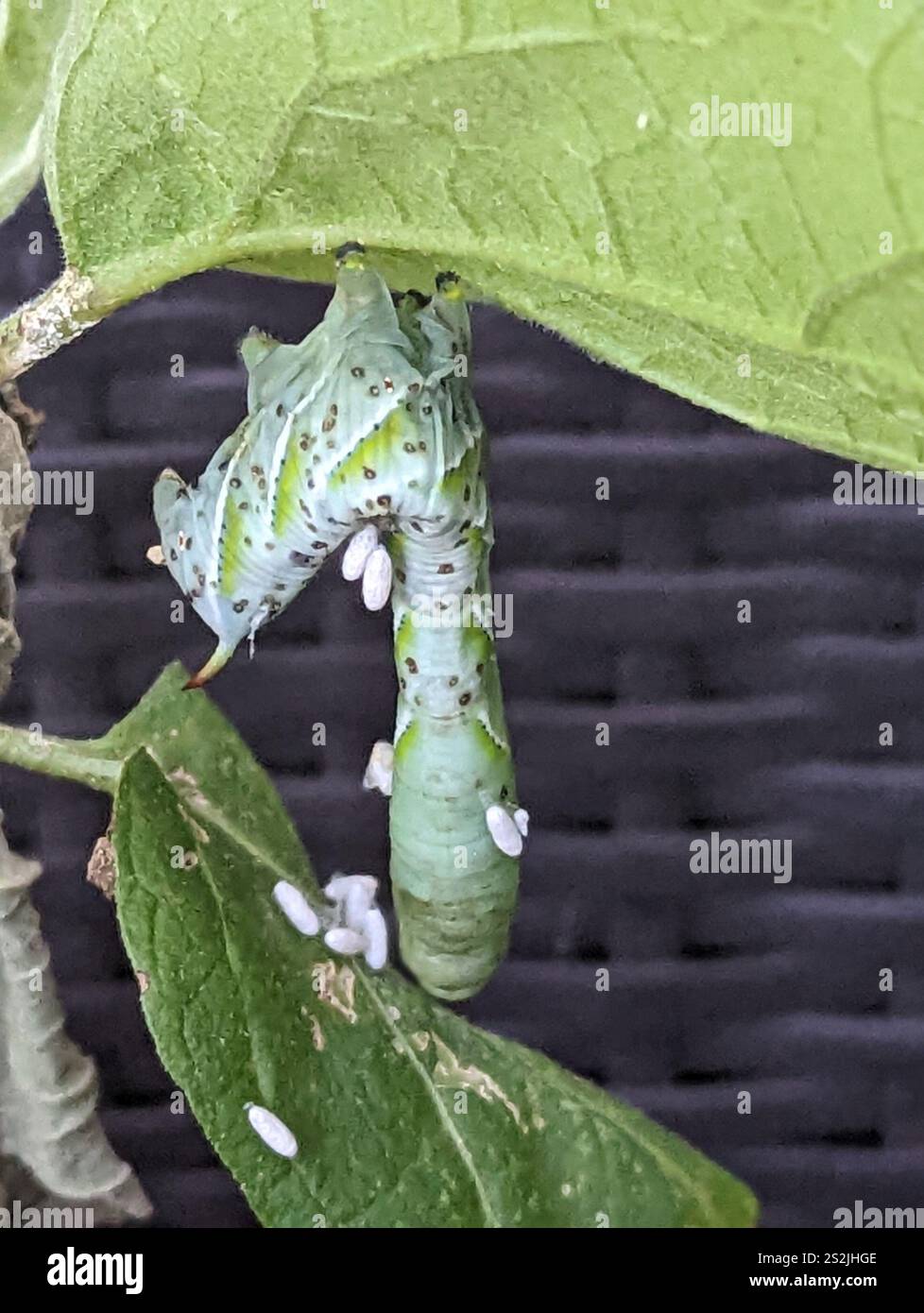 Hornworm Parasitoid Wasp (Cotesia congregata Stock Photo - Alamy