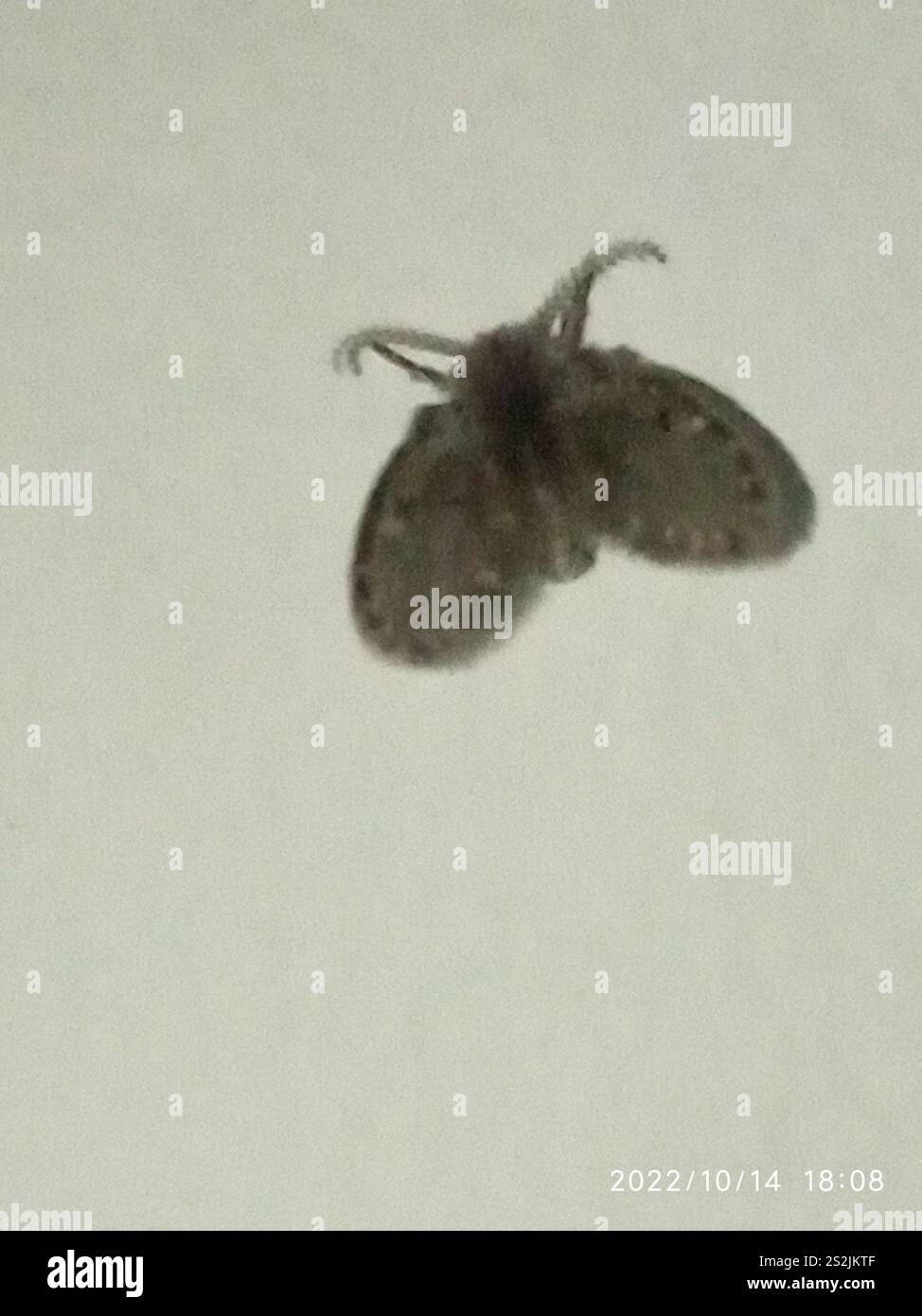 Bathroom Moth Fly (Clogmia albipunctata Stock Photo - Alamy