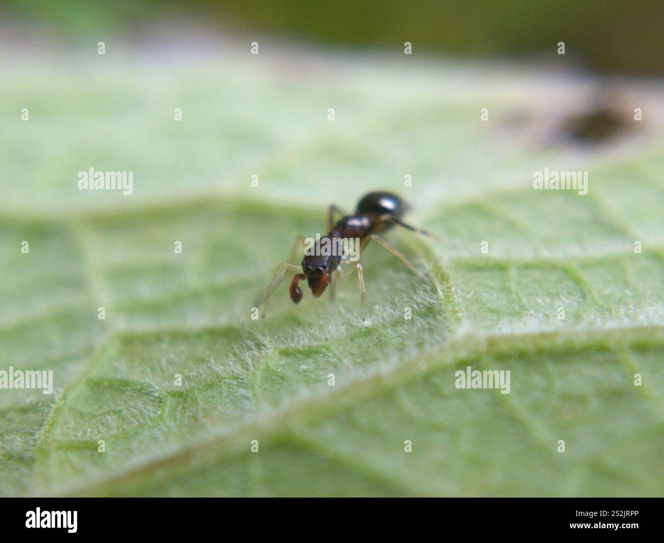 Slender Ant-mimic Jumping Spider (Synemosyna formica) Stock Photo