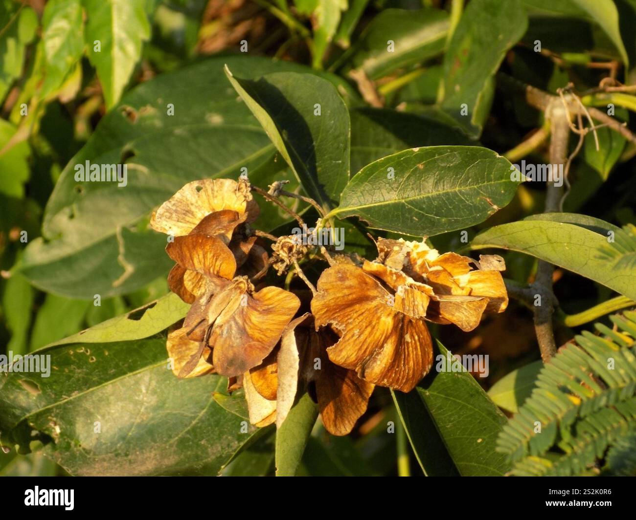flowering plants (Angiospermae Stock Photo - Alamy