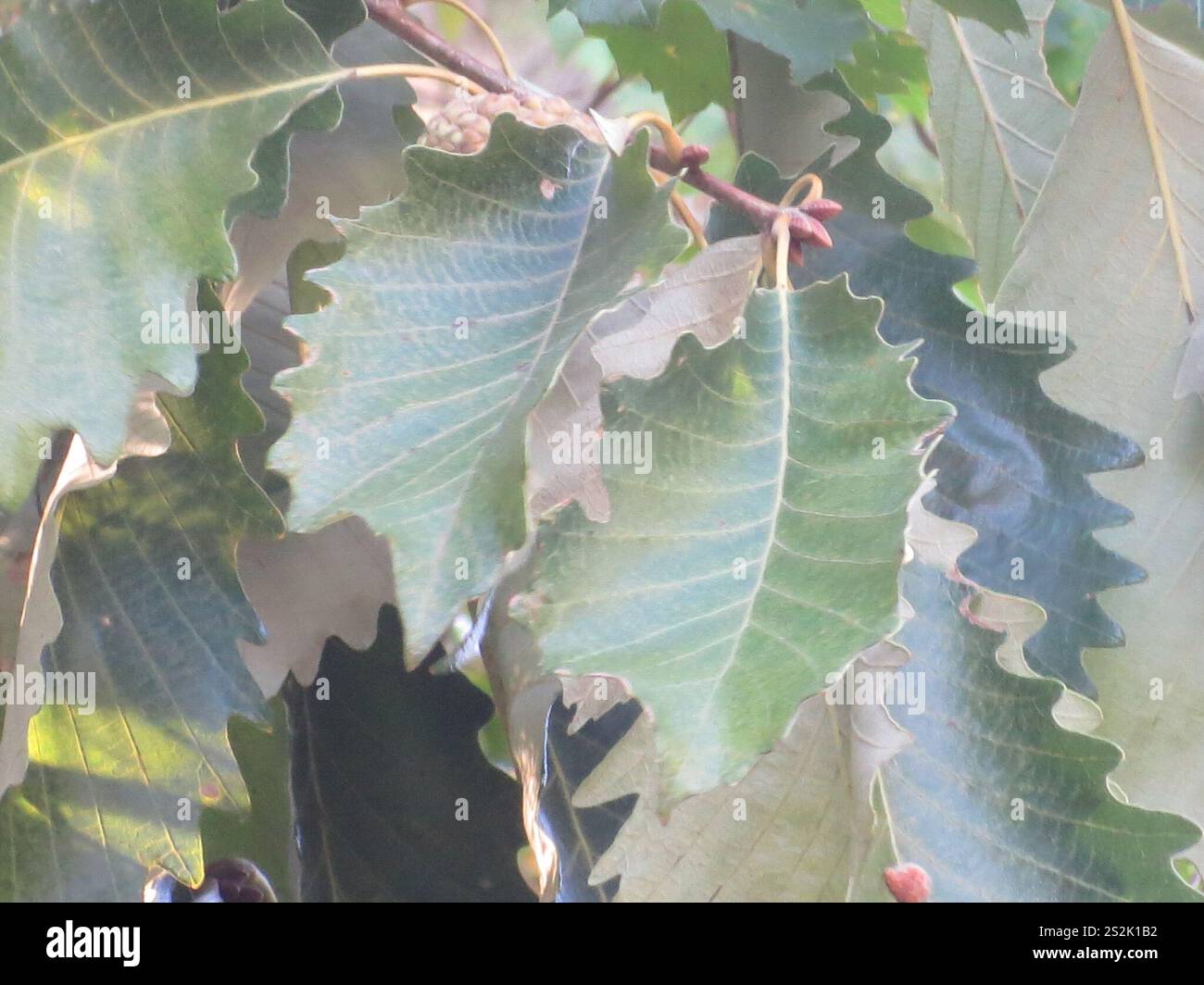 swamp chestnut oak (Quercus michauxii Stock Photo - Alamy