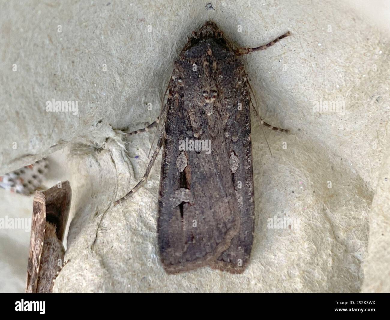 Bogong Moth (Agrotis infusa Stock Photo - Alamy