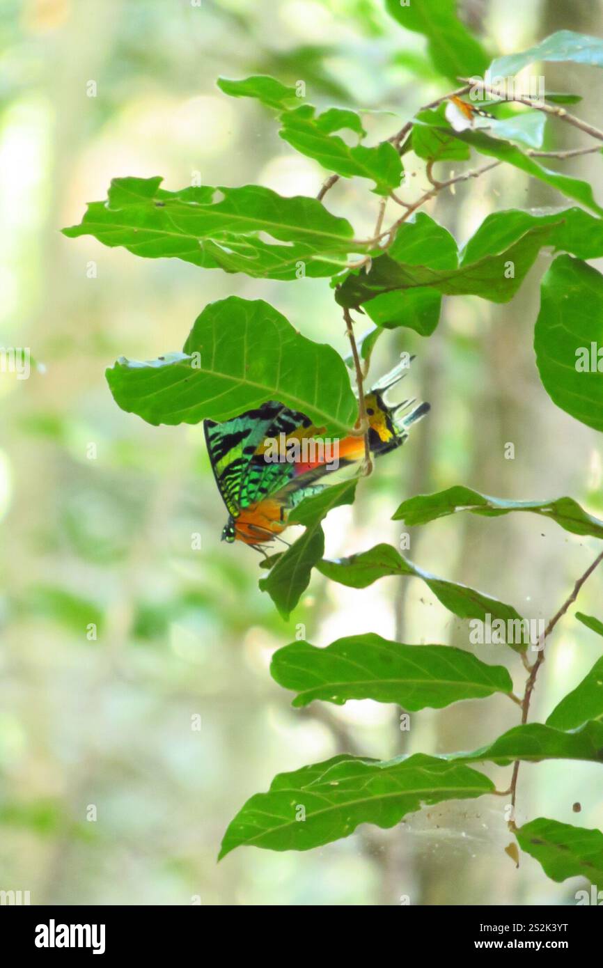 Madagascan Sunset Moth (Chrysiridia rhipheus Stock Photo - Alamy