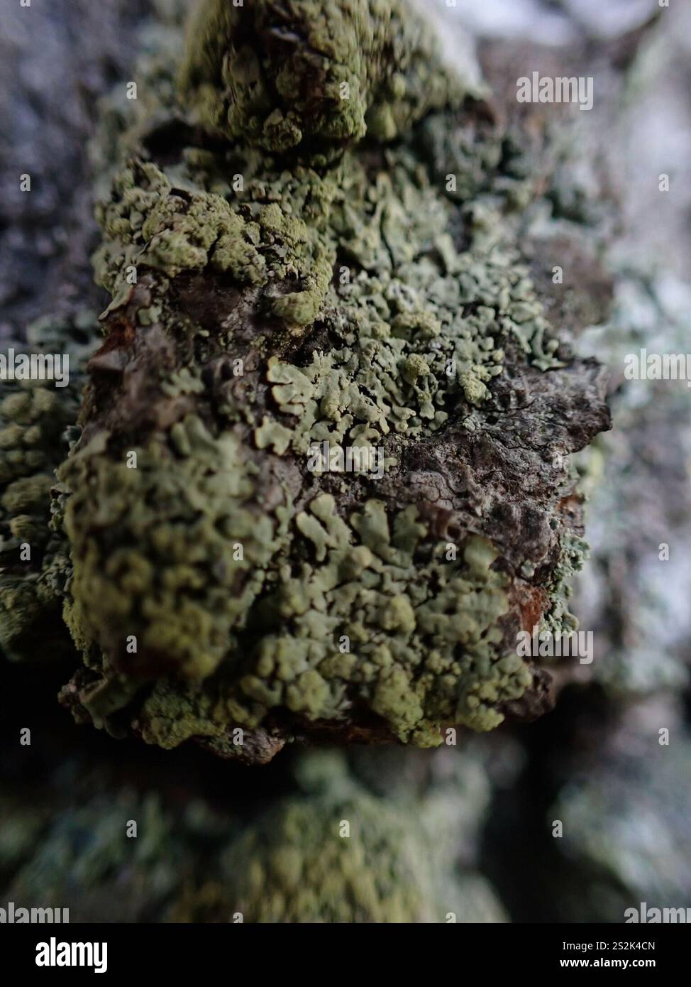 Green Loop Lichen (Hypotrachyna sinuosa Stock Photo - Alamy