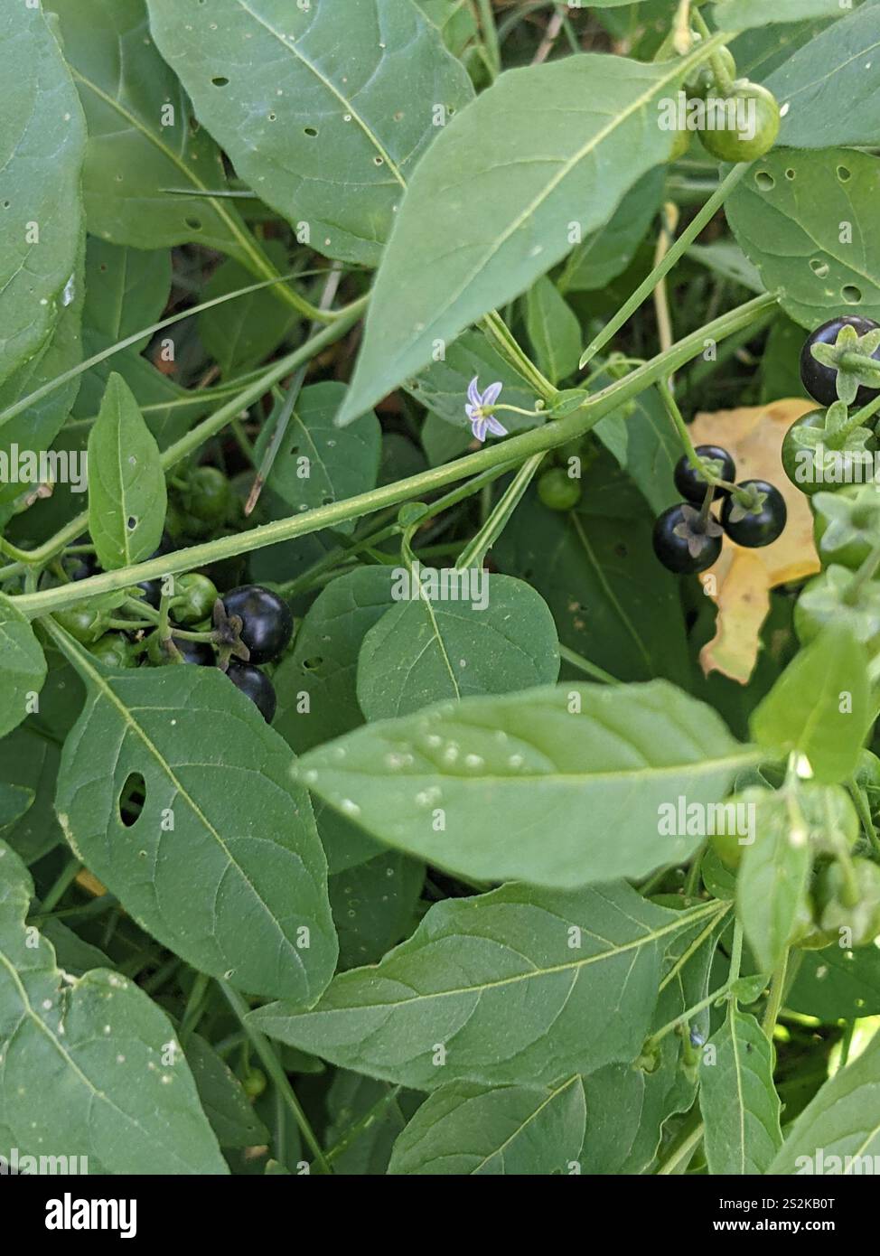 eastern black nightshade (Solanum emulans Stock Photo - Alamy