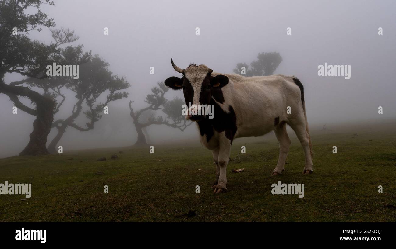 Pastoral scene black white cow hi-res stock photography and images - Alamy