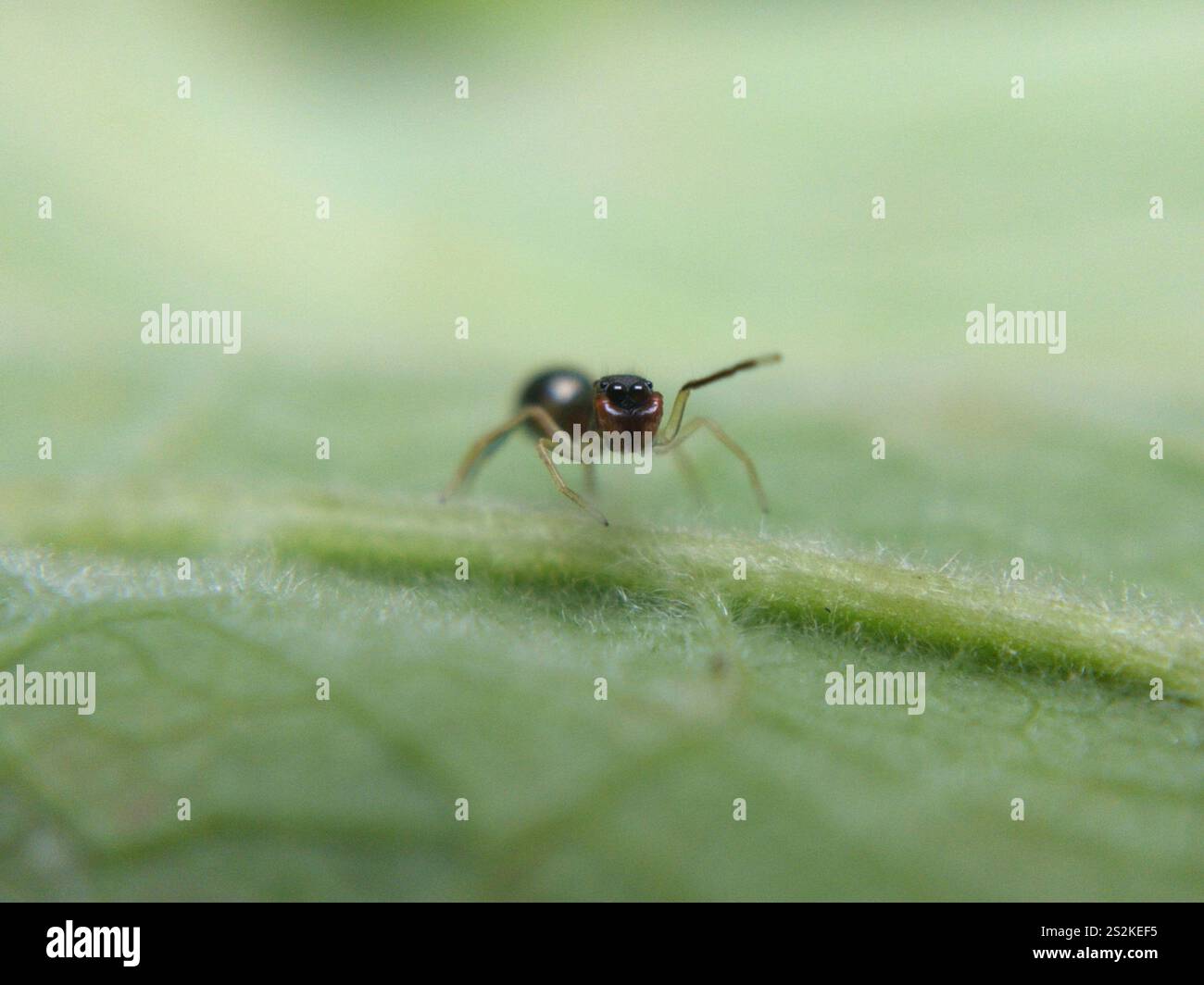 Slender Ant-mimic Jumping Spider (Synemosyna formica) Stock Photo