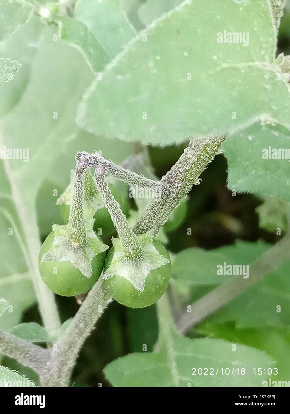 Black Nightshade Complex (Solanum nigrum Stock Photo - Alamy