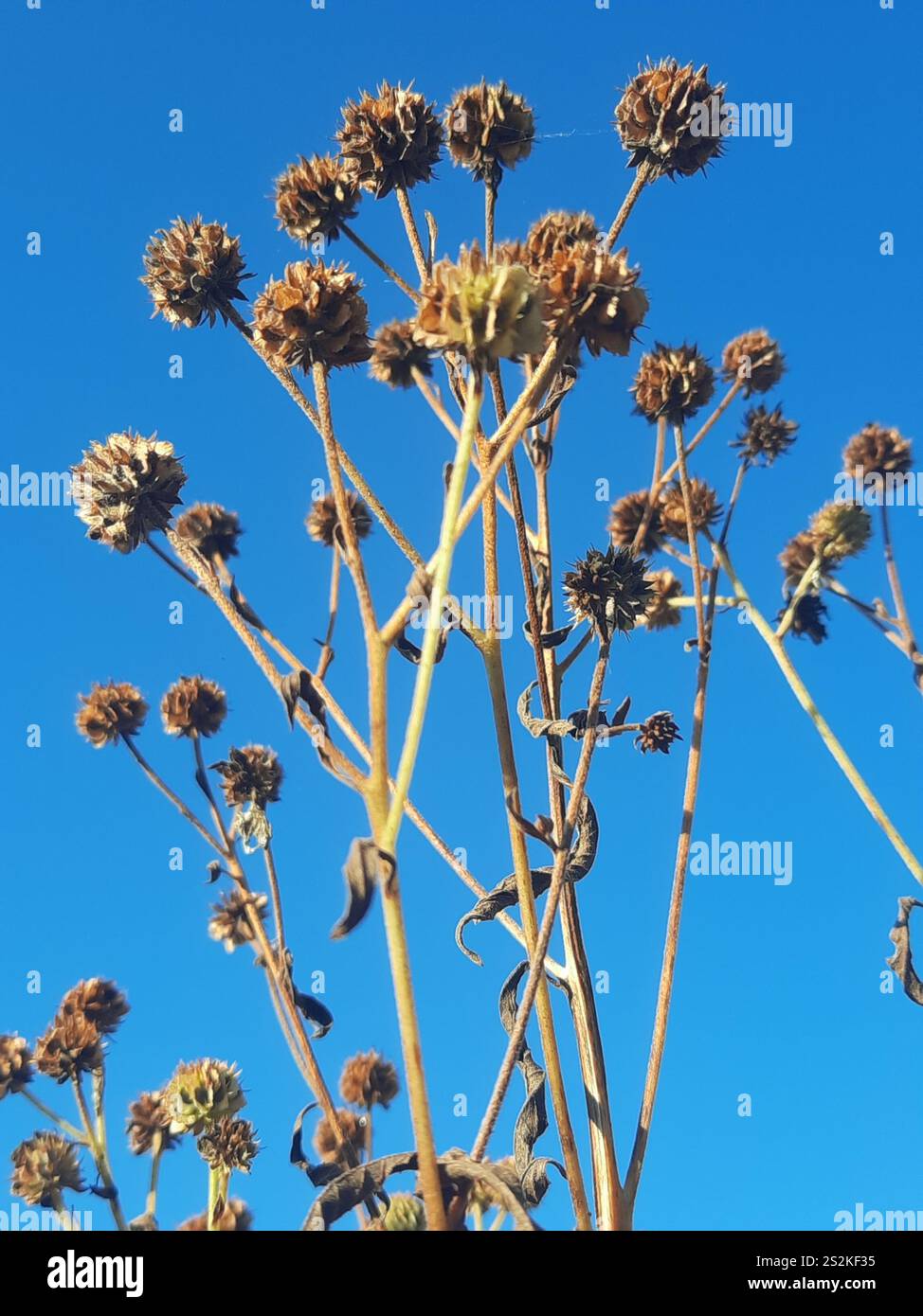 Wingstem Dead Wingstem (Verbesina alternifolia Stock Photo - Alamy