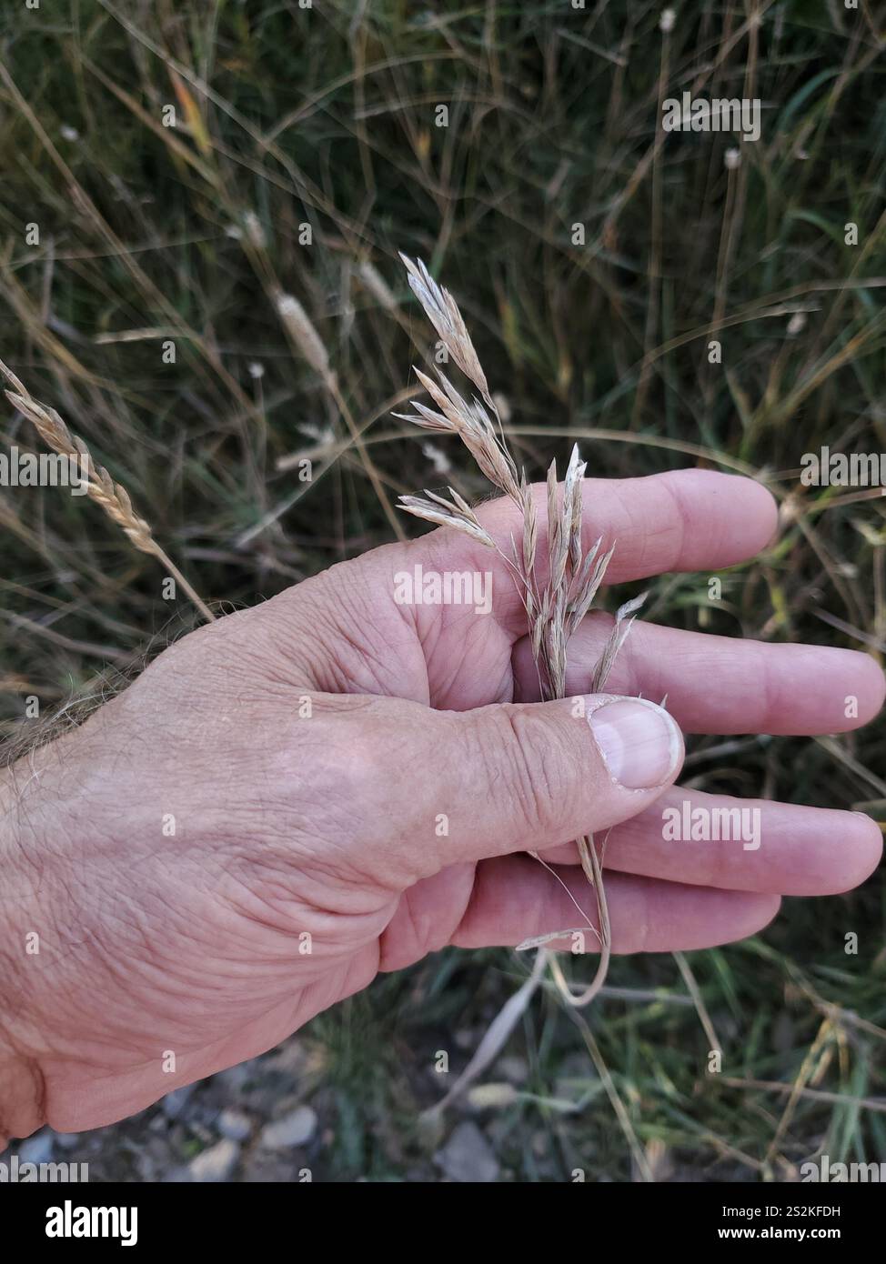 Smooth Brome (Bromus inermis Stock Photo - Alamy