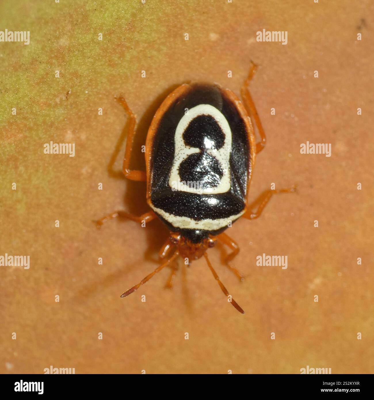 Figure-8 Aloe Bug (Flaminia natalensis Stock Photo - Alamy