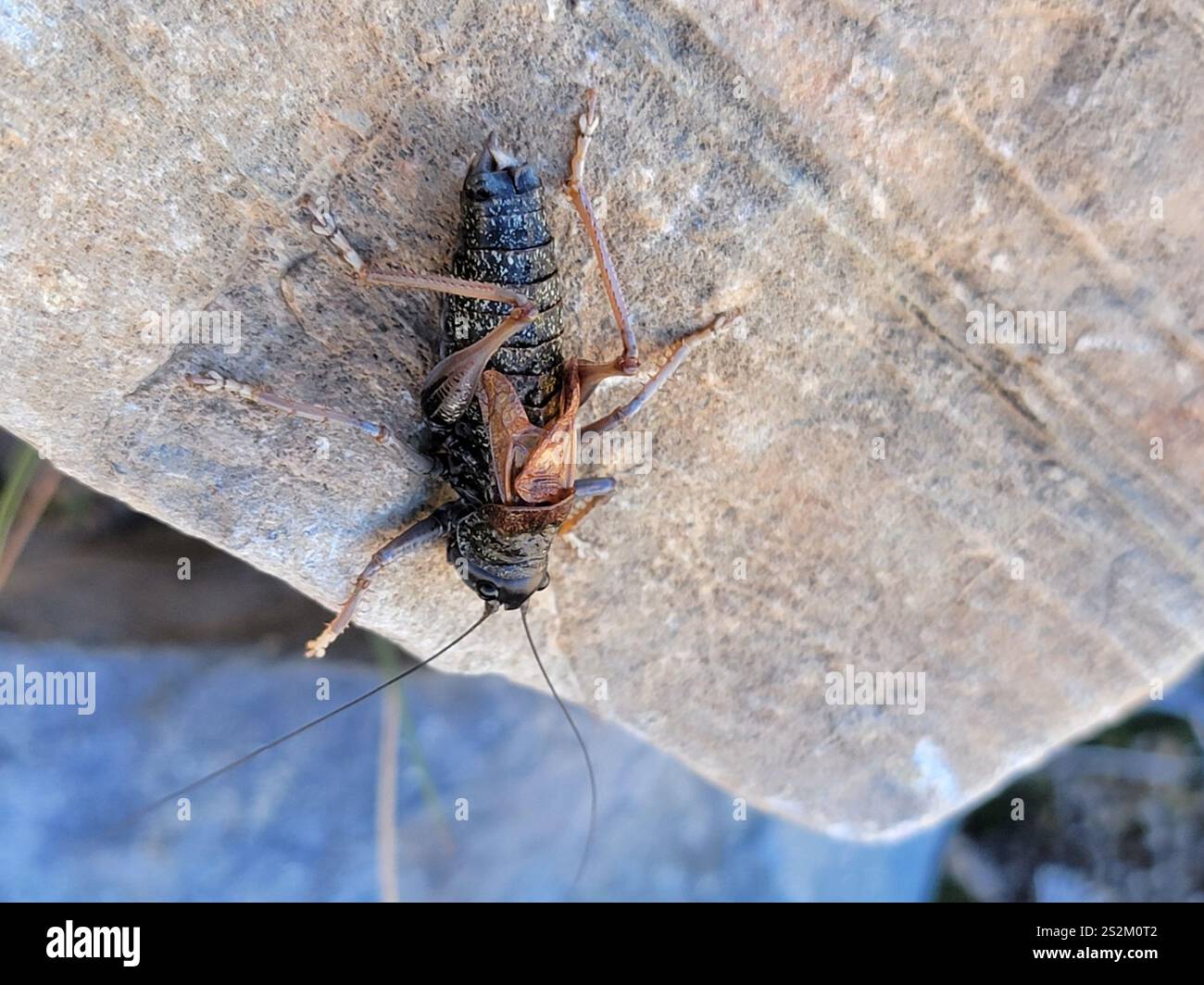 Alpine Shield Alpine Shieldback (Acrodectes philopagus Stock Photo - Alamy