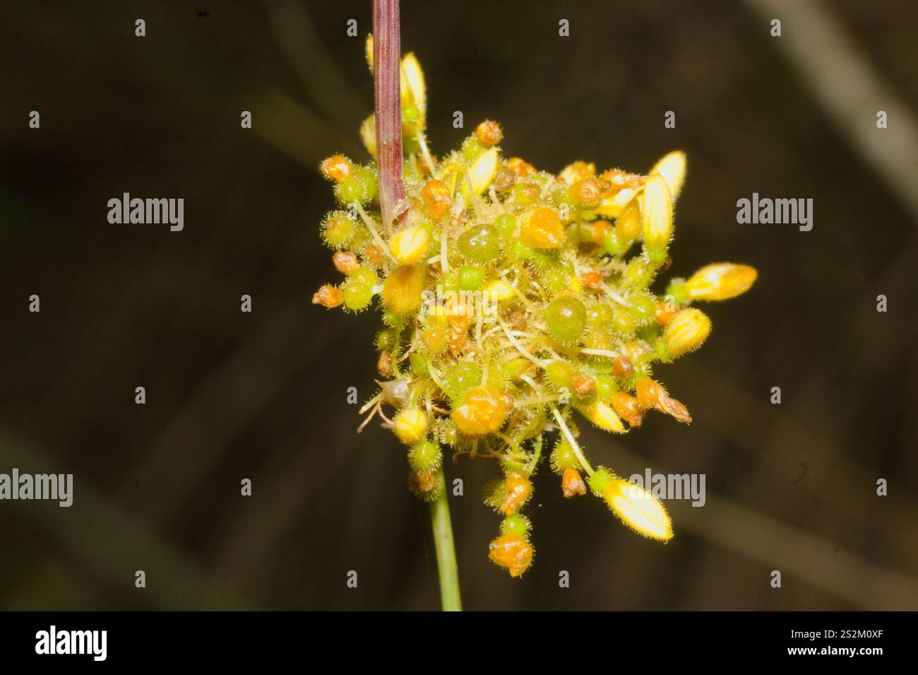 Rushes and Allies (Juncaceae Stock Photo - Alamy