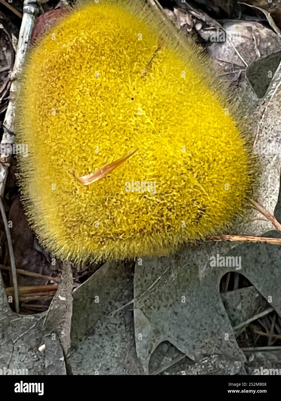 (Mucoraceae) Stock Photo