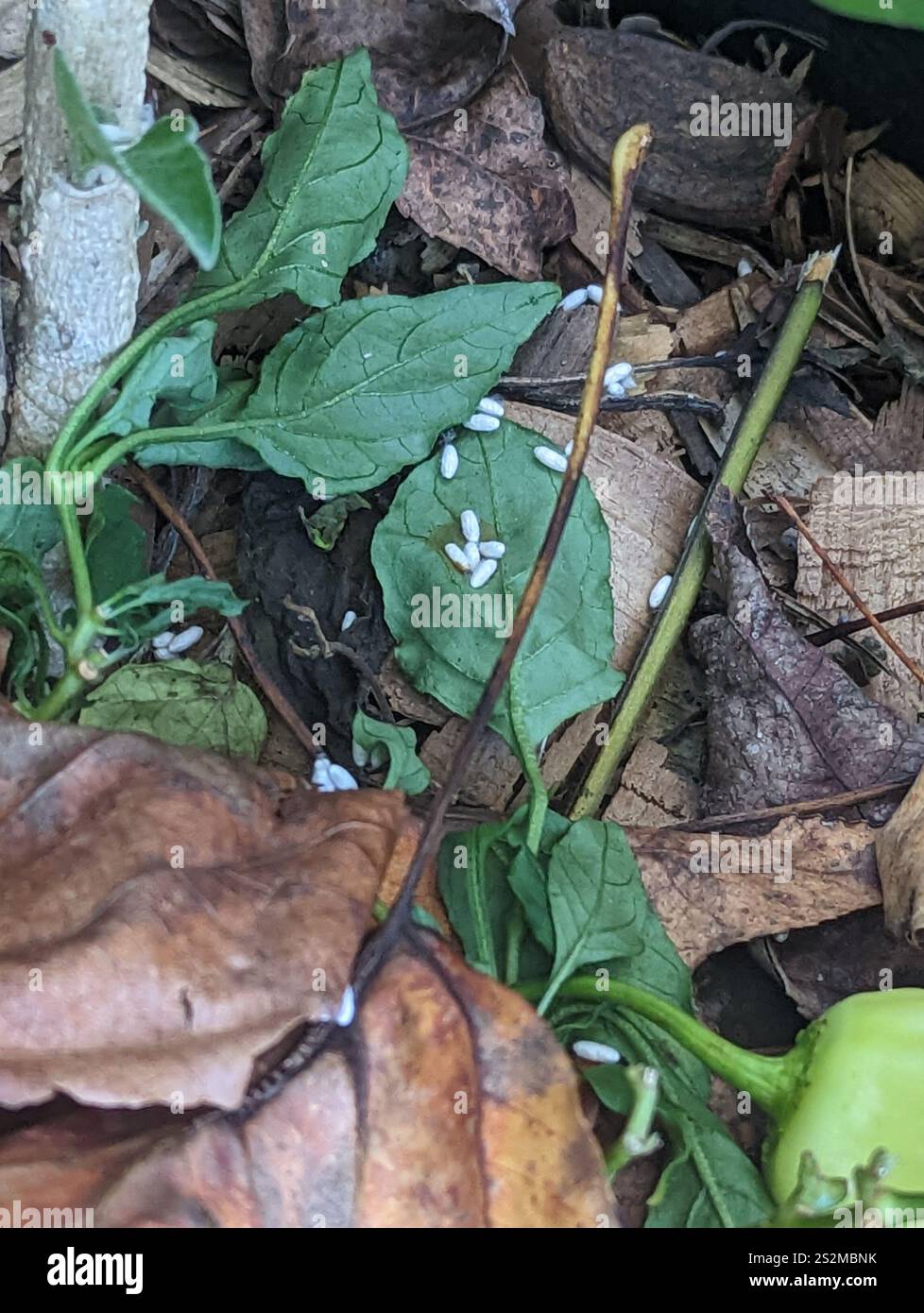 Hornworm Parasitoid Wasp (Cotesia congregata Stock Photo - Alamy