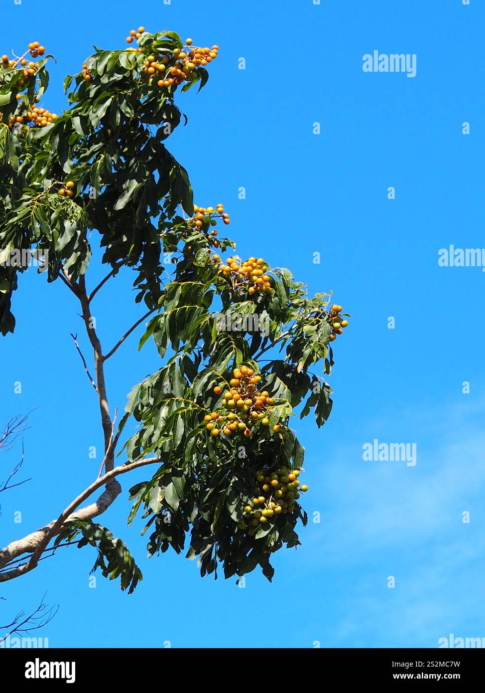 Sapindus mukorossi hi-res stock photography and images - Alamy