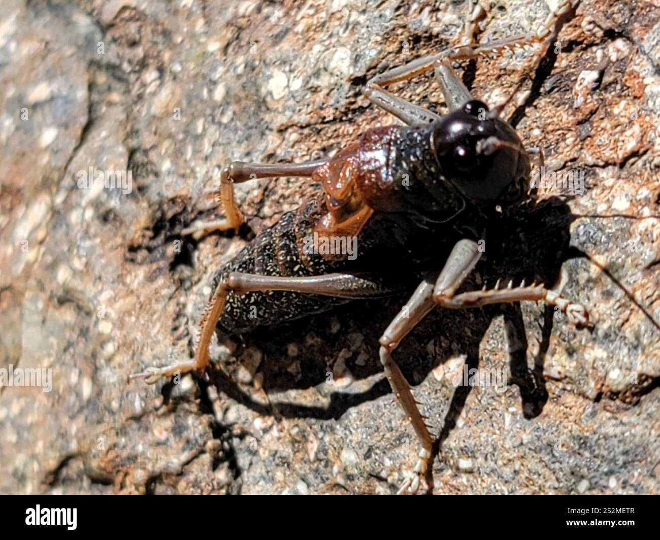 Alpine Shield Alpine Shieldback (Acrodectes philopagus Stock Photo - Alamy