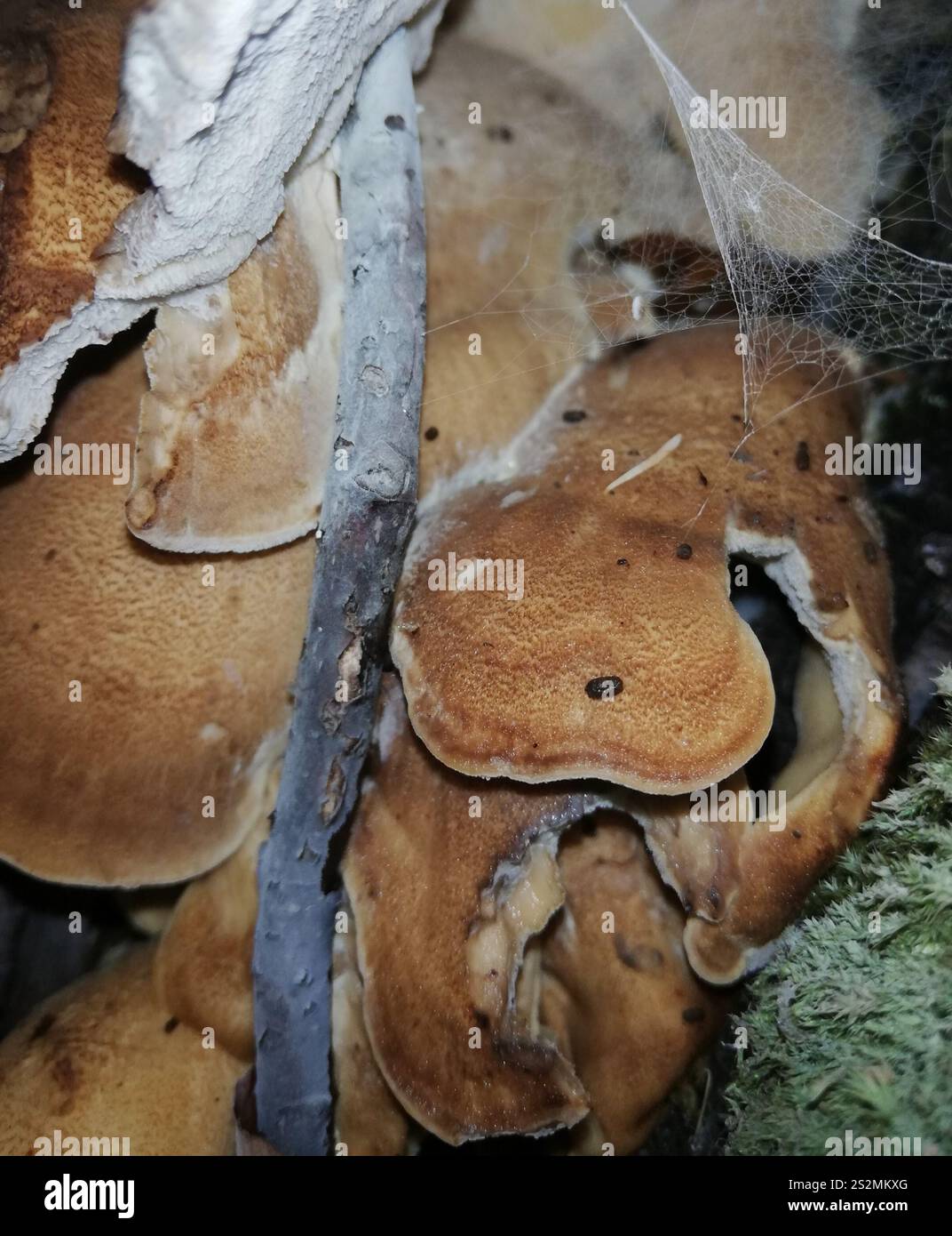Giant Polycore Giant Polypore (Meripilus giganteus Stock Photo - Alamy