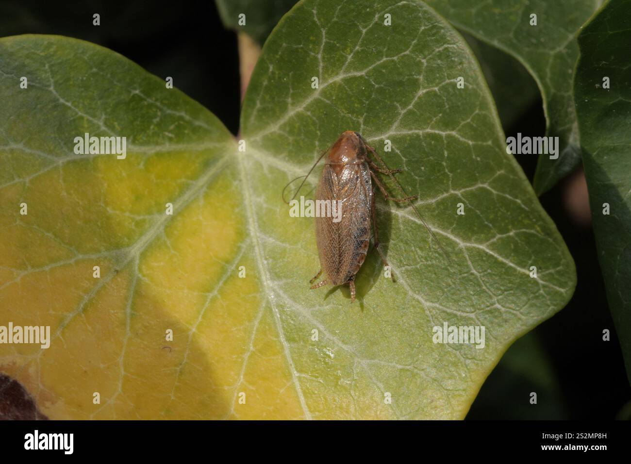 Amber Wood Cockroach (Ectobius vittiventris Stock Photo - Alamy