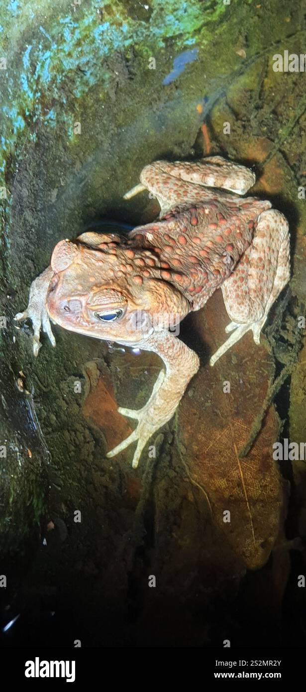 Cane Toad (Rhinella marina Stock Photo - Alamy