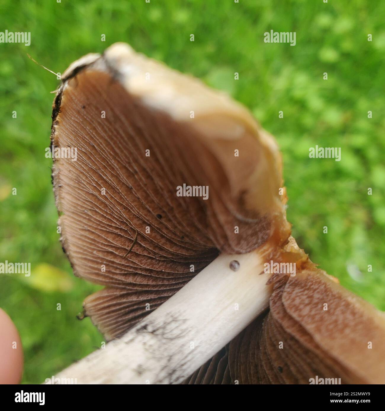 weeping widow (Lacrymaria lacrymabunda Stock Photo - Alamy